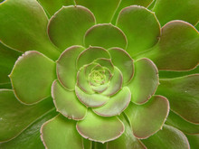 Green Cacti Flower