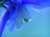 Fototapeta Dmuchawce - blue spring flower
