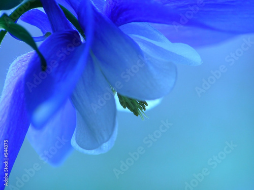 Naklejka na szybę blue spring flower