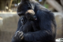Mother Ape