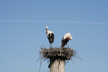 storks in their nest