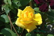 rose gelb