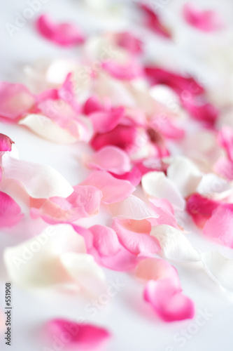 Naklejka - mata magnetyczna na lodówkę Płatki róż na białym tle