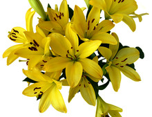 Yellow Day Lilies