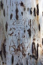 Old Tree Trunk With Names And Dates Etched In