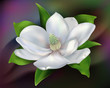 magnolia in the dark