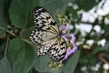 Fototapeta Krajobraz - butterfly on flower