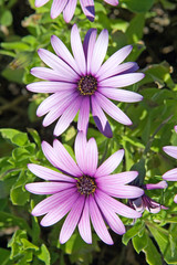 beautiful large pink or purple flowers