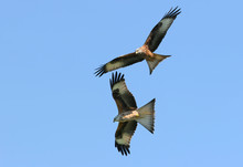 Red Kite Eagles Flying Together