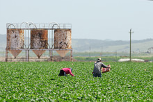 Migrant Farmworkers In California