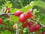 rote stachelbeeren