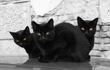 Fototapeta Koty - tree black cats