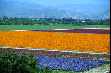 lompoc flowers