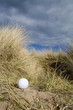 golf ball in dunes