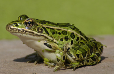 frog