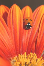 Ladybug Crawls On Orange Petal