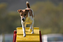 Jack Russel Terrier On A Bridge