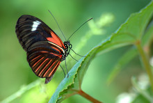 Heliconius Erato Notabilis Butterfly