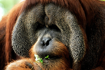 orang utan