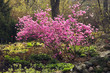 korean rhododendron