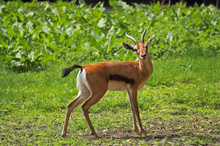 Red-fronted Gazelle