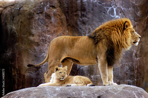 Plakat zwierzę - lew afrykański (panthera leo krugeri)