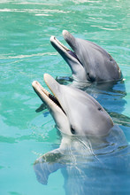 Two Dolphins Playing