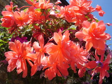 Orange Begonia Flowers