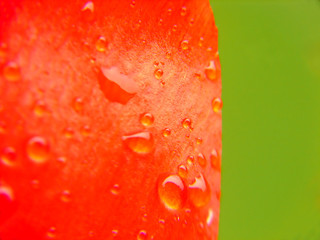 Wall Mural - red flower leaf macro