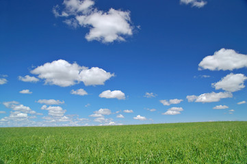 springtime meadow