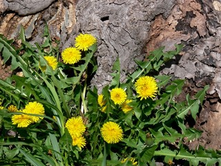 tree stump