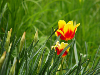 Wall Mural - tulips