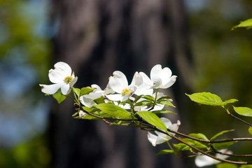 dogwood blossoms ii