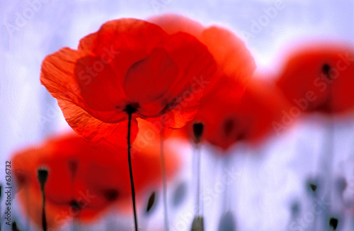 Naklejka dekoracyjna Roter Mohn, Klatschmohn, Blume des Jahres 2017, Copy space