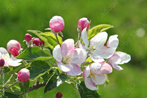 Plakat kwiat jabłoni   kwiat-drzewa