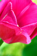 canvas print picture - tulpen blume