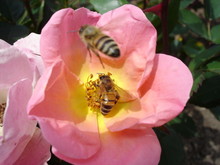 Rose Bee