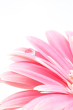 Water Drop On Pink Daisy