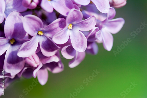 lilac