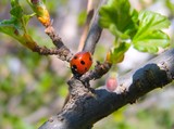 Fototapeta Tulipany - ladybird