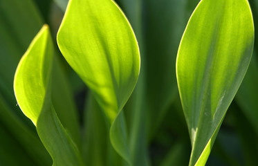 green plants