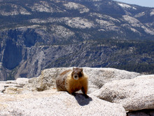 Marmot Atop Half Dome, Yosemite