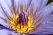 Close -up Of A Stunning Water Lily