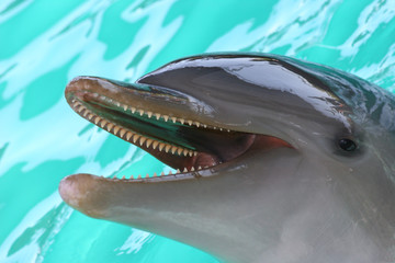 Wall Mural - bottlenose dolphin