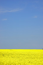 Rapeseed Field