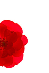 Wall Mural - rose rouge