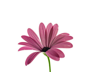 Wall Mural - osteospermum