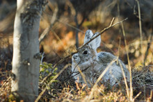 Snowshoe Hare In Its Lay