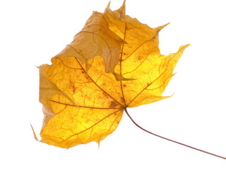 dry maple leaf