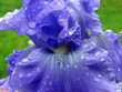wet bearded iris 01